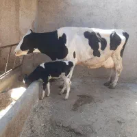 گاو گوساله