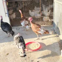 بوقلمون نر9 عدد