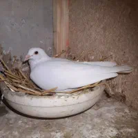 ماده آلمانی پلاکی خون خالص «کار داده»