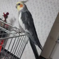 عروس هلندی نر سخنگو دستی ۸ ماهه سرحال|پرنده|یاسوج, |دیوار