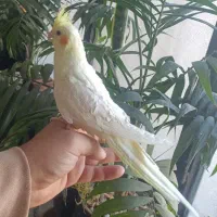 عروس هلندی لوتینو