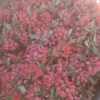 زرشک باشاخه کیلویی ۱۳۰ هزار