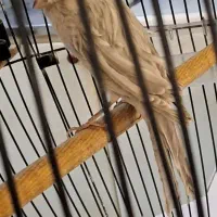 قناری نر رنگ خاص سیلور