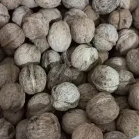 گردو کوهی|خوردنی و آشامیدنی|فولادشهر, مسکن مهر فولادشهر|دیوار
