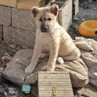 توله سرابی ۲ماهه و نیمه|سگ|ضیابر, |دیوار