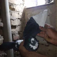 یک جفت ابلغ شازده|پرنده|قم, زاویه|دیوار