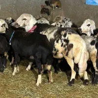 قوچ های درشت هیکل در پلنگستان احمدی