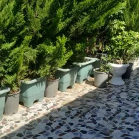 فروش کاج