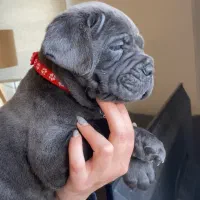 نژاد قدرتمند و محبوب کن کورسو