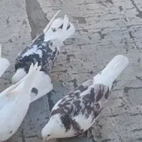 دوتاهما یکیش تیکه پاره یکیش شازده هما بی حریف