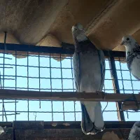 کفتر سرور عالی نشون دار|پرنده|تهران, بیسیم|دیوار