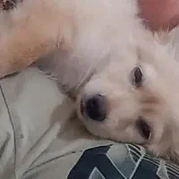 سگ نژاد اشپیتز