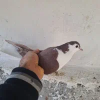 کفتر طاقی|پرنده|کاشان, فاز ۲ ناجی آباد|دیوار