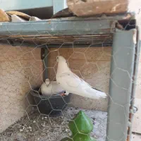 یک جفت تهرونی پرشی باهم ۴۰۰
