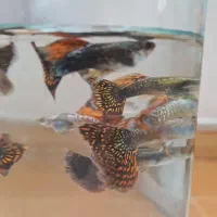 ماهی گوپی بیگ ایر و... تعداد|ماهی|اردبیل, |دیوار