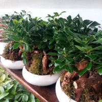 گل ملل به قیمت کلی تک خریداری کنید