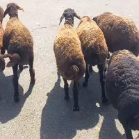 میش سرخ 6رس شیشک