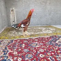 جوجه خروس لاری|حیوانات مزرعه|گمیشان, |دیوار