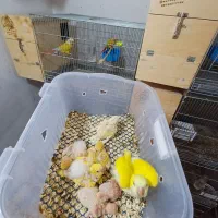 انواع مکمل وعروس هلندی و گرینچیک|پرنده|اهواز, جانبازان|دیوار