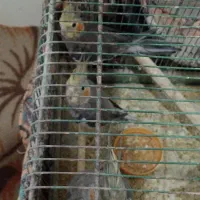 عروس هلندی|پرنده|قم, ولیعصر|دیوار