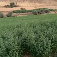 یونجه