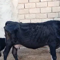 گاو...|حیوانات مزرعه|شادگان, |دیوار