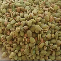 بادام درختی
