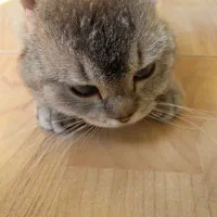 گربه ماده برای جفت گیری