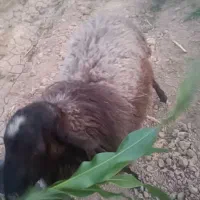 یه جفت بره نر ماده