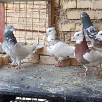 رنگی|پرنده|خرمشهر, |دیوار