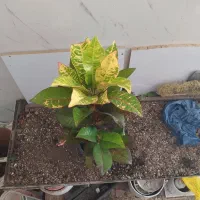 گل و گیاه کروتون