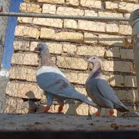 نر و ماده پلاکی|پرنده|شیراز, شریف‌آباد|دیوار