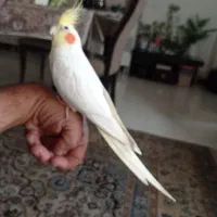 عروس سخنگو دستی چلوندنی