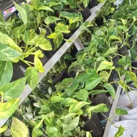 گل های آپارتمانی