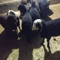 بره|حیوانات مزرعه|بلبان آباد, |دیوار