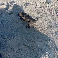 دو عدد توله نر دورگ هیکلی|سگ|زابل, |دیوار