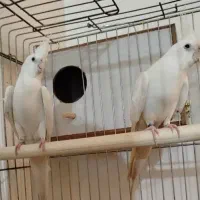 عروس هلندی البینو مولد کینگ سایز|پرنده|تهران, صد دستگاه|دیوار