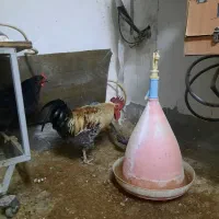 مرغ و جوجه محلی|حیوانات مزرعه|جم, |دیوار