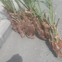 فسیل کلوته ومرداسنگ موجود