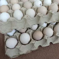 تخم مرغ محلی|حیوانات مزرعه|سیمین شهر, |دیوار