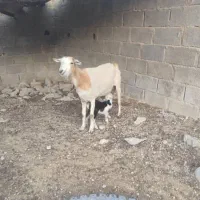 بزهاتازهزایدهجوانتمیز|حیوانات مزرعه|جم, |دیوار