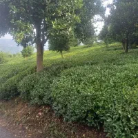 یه هکتار باغ چای آباد آماده چای اجاره داده می شود