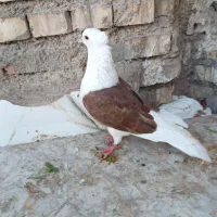 کفتر رنگی|پرنده|خرمشهر, |دیوار