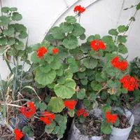 گل های گوناگون باغچه و اتاق مناسبترین قیمت