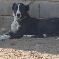 توله خراسانی ماده