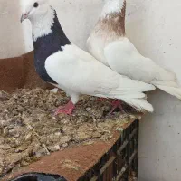 کبوتررنگی ومعمولی