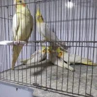 عروس‌هلندی