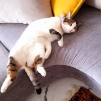 گربه گمشده