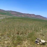 23هکتار 4000باغ انگور بادام 600مت زمین دامداری خون|فروش زمین و ملک کلنگی|ابهر, |دیوار