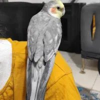 عروس هلندی نر|پرنده|رباط‌کریم, رباط‌کریم|دیوار